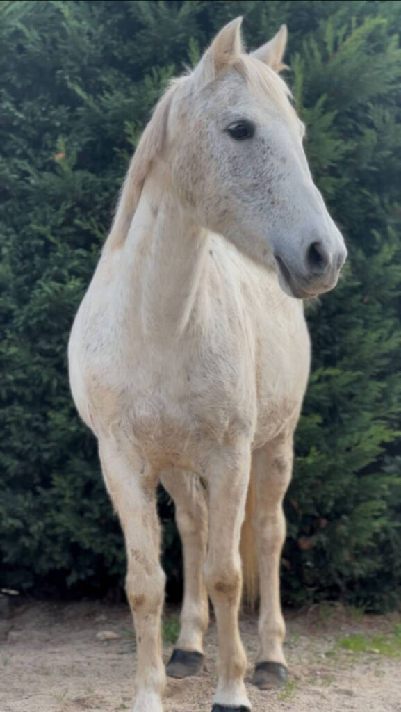 cavalerie club hippique de pollionnay 2026 07