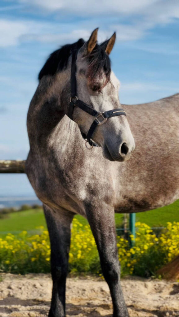 cavalerie club hippique de pollionnay 2026 10