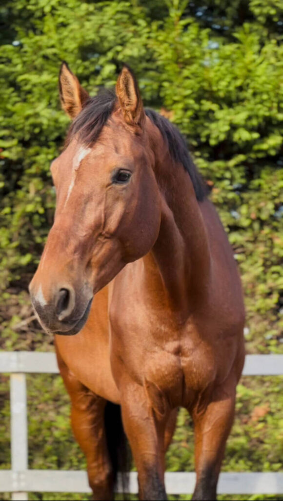 cavalerie club hippique de pollionnay 2026 11