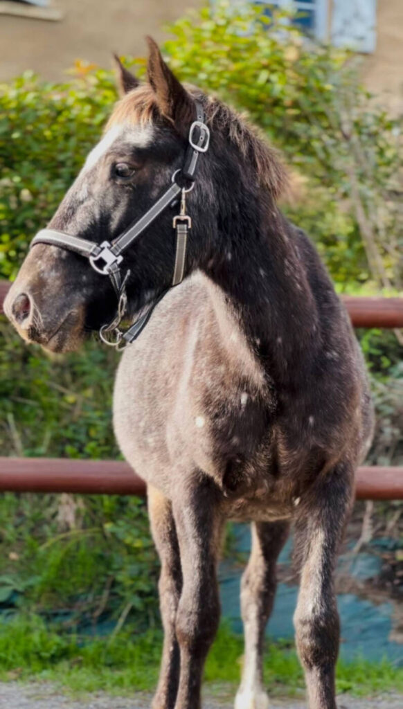 cavalerie club hippique de pollionnay 2026 13