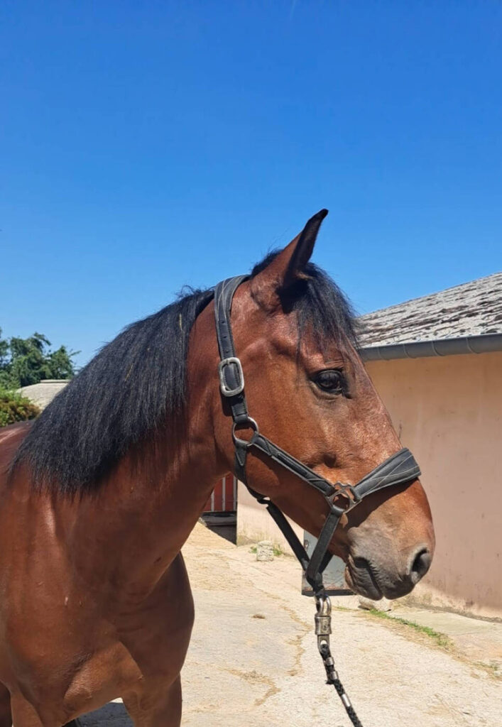 cavalerie club hippique de pollionnay 2026 22