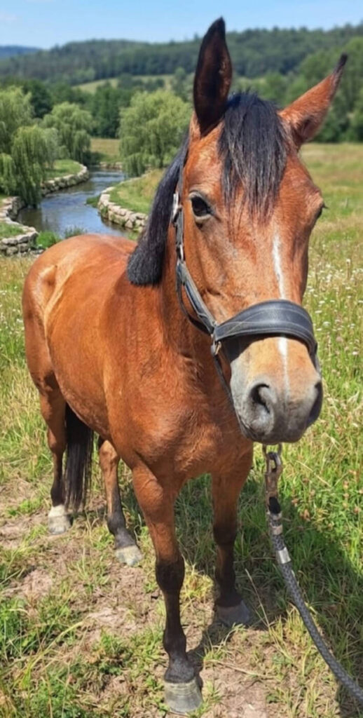 cavalerie club hippique de pollionnay 2026 23